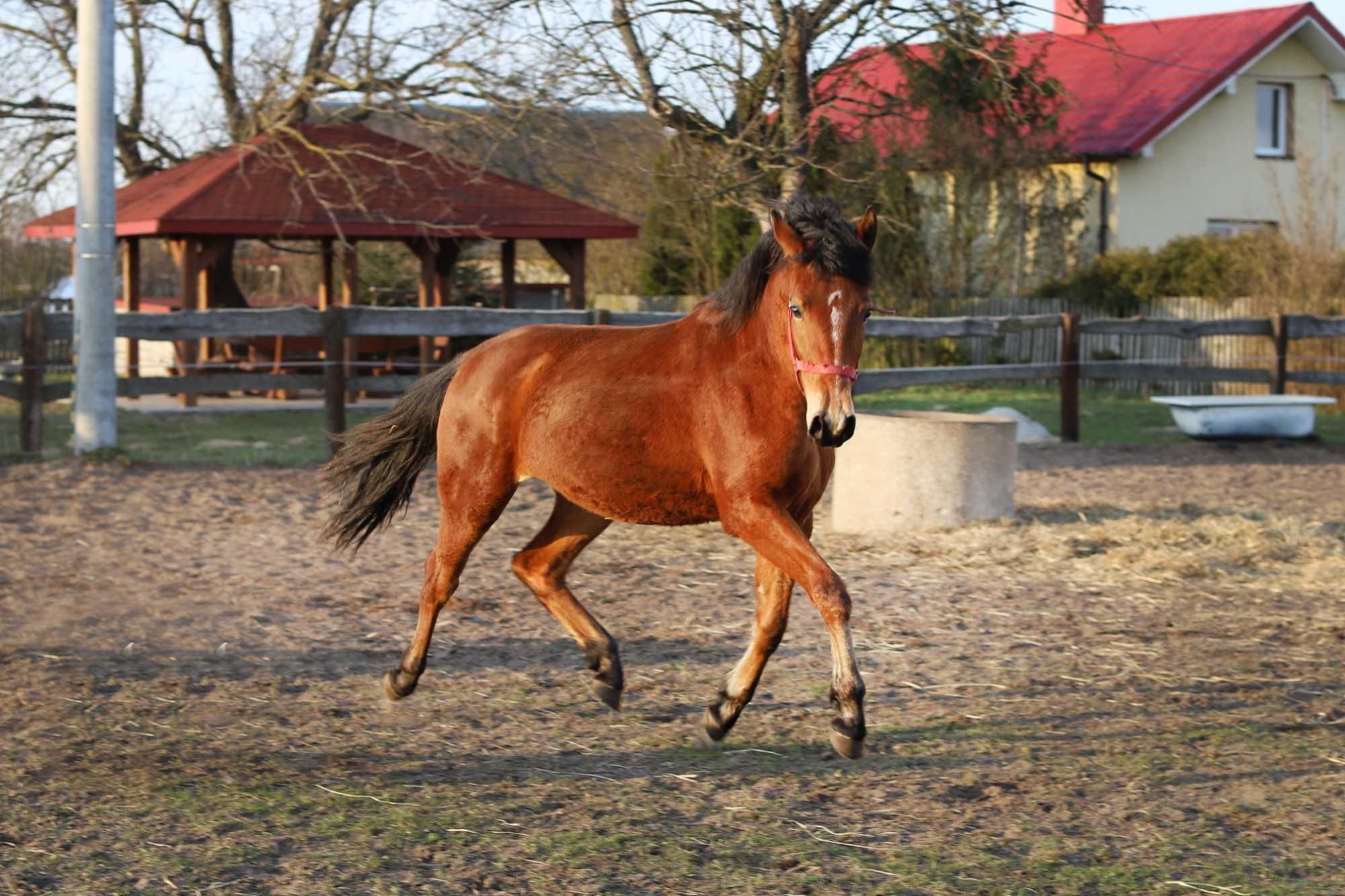 Sprzedam gniada klacz