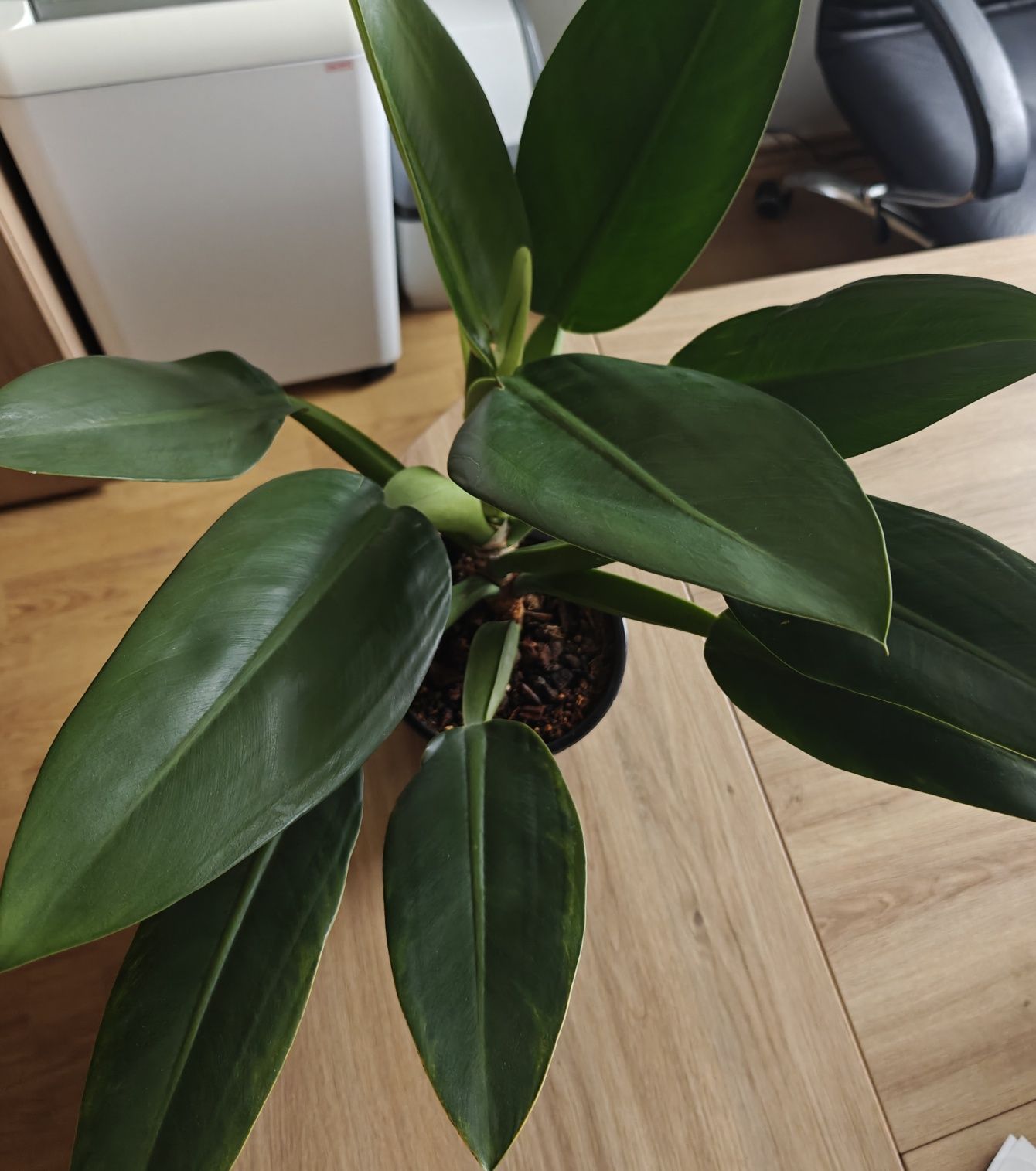 Philidendron martianum Fat boy