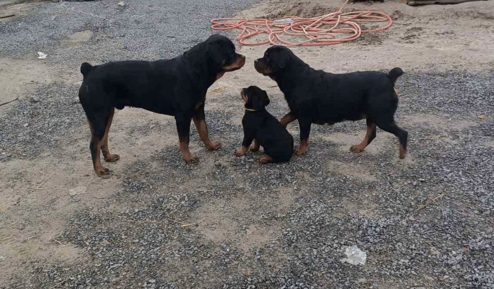 Цуценята ротвейлера.