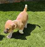 Jack Russell Terrier Exemplar Genuíno