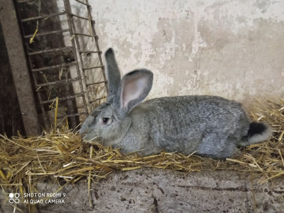 Król samiec, samiczka belg olbrzymi, srokacz hawana