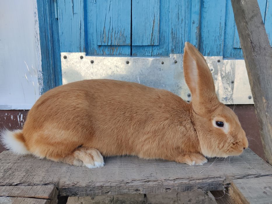 Кролики.    кролі