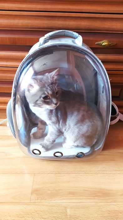 Продам рюкзак переноску для кота