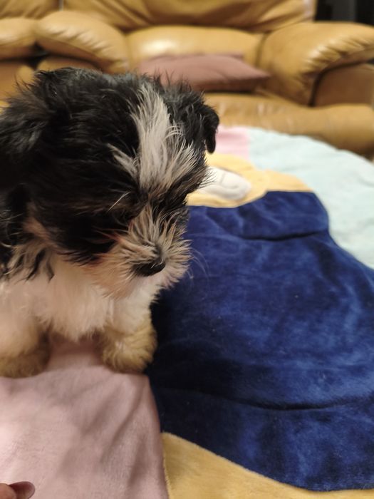 Biewer Yorkshire terrier York