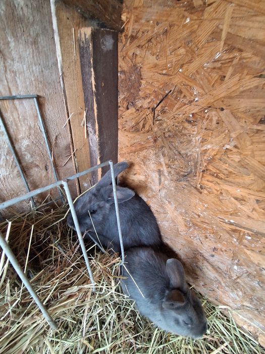 Sprzedam króliki wiedeńskie