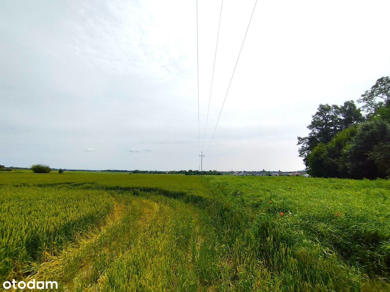Ładna DZIAŁKA RM (w trakcie zmiany na MN) 2 km Chojnów*JERZMANOWICE