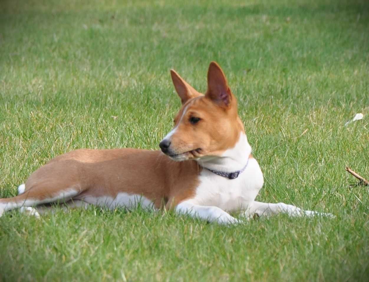 Basenji suczka szczenię hodowla ZKwP