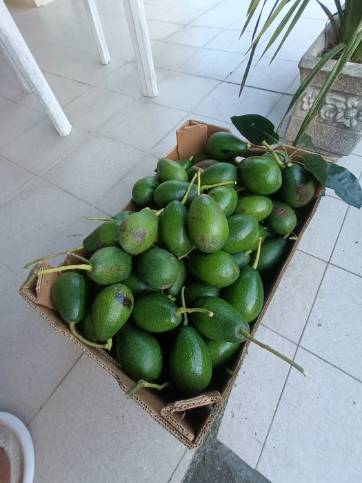 Abacates biológicos