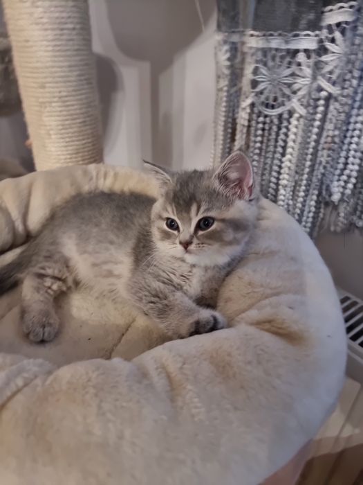 Kocurek niebiesko żłoty brytyjska