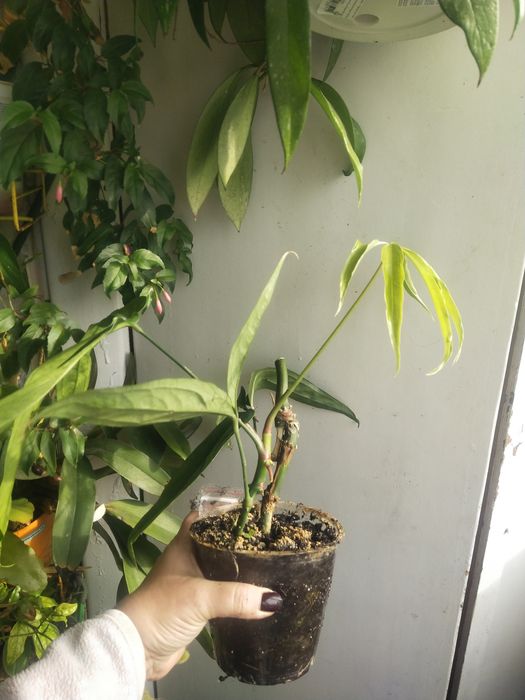 Anthurium polystictum.  .