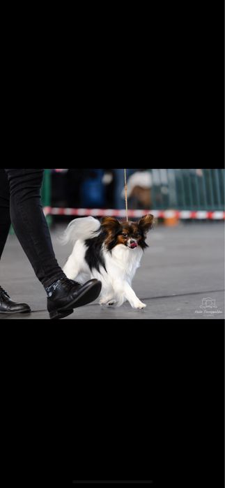 Papillion suczka po Champinie