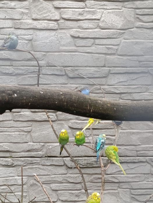 Sprzedam papugi faliste