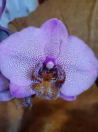 Орхидея цветущая домашняя. Манхэттен. Фаленопсис.