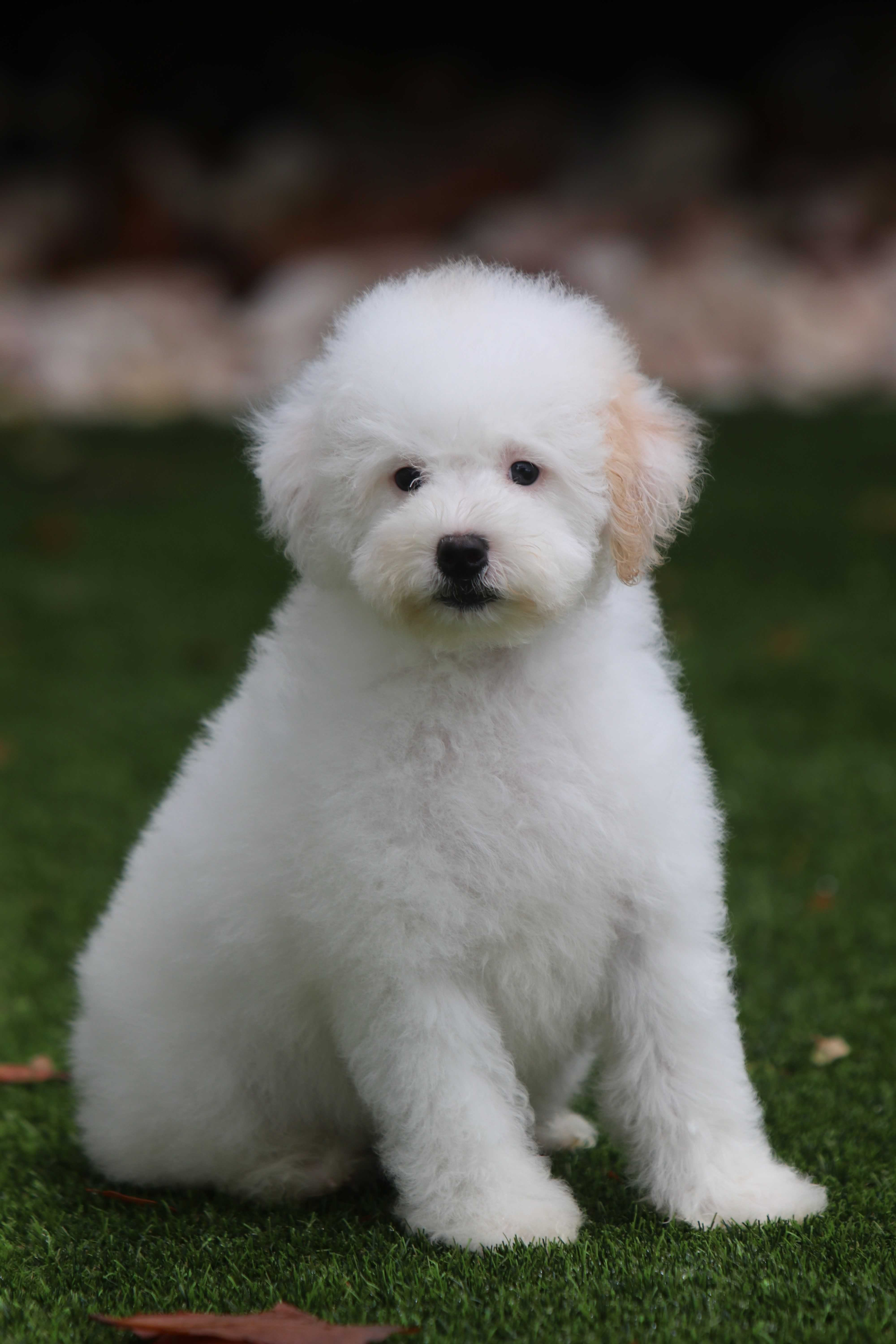 Maltipoo Biało - Czerwony Samiec chłopak Toy pudel