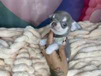 Chihuahua***Chłopczyk***Liliowy***Maleńki*Do*Rezerwacji