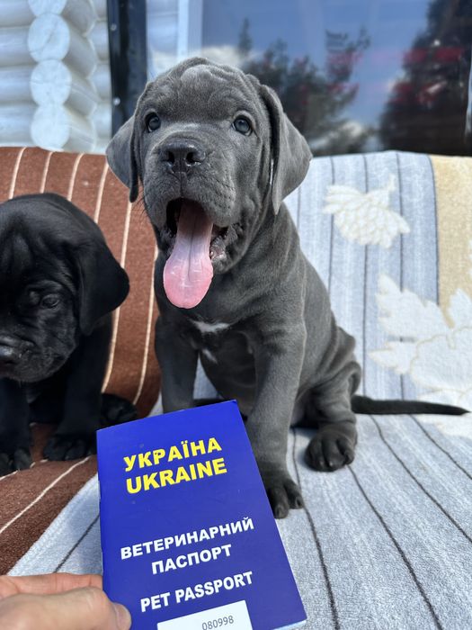 Голубой щенок Джонсон Кане-Корсо