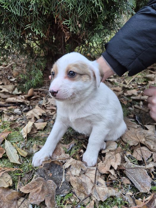 Oddamy małe pieski za darmo