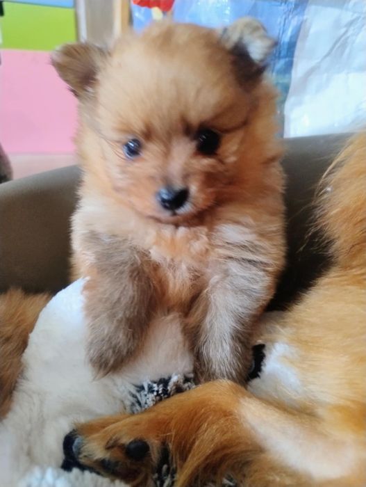 Szpic miniaturowy Pomeranian