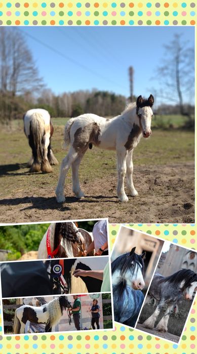 Ogierek Gypsy cob po championach ( nie Tinker) piękny.