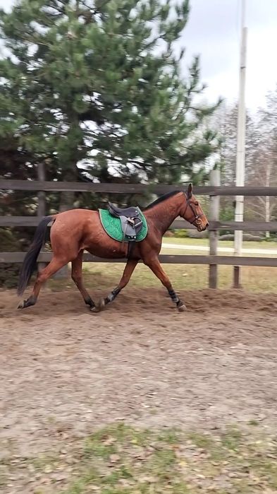 Młody, grzeczny wałach