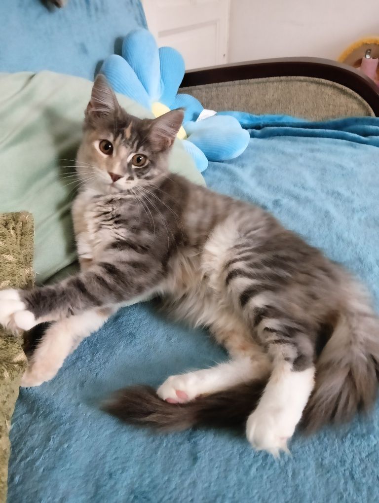 Maine coon prześliczna niebieska szylkretka z rodowodem FPL