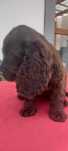 Szczniak rasy kocker spaniel