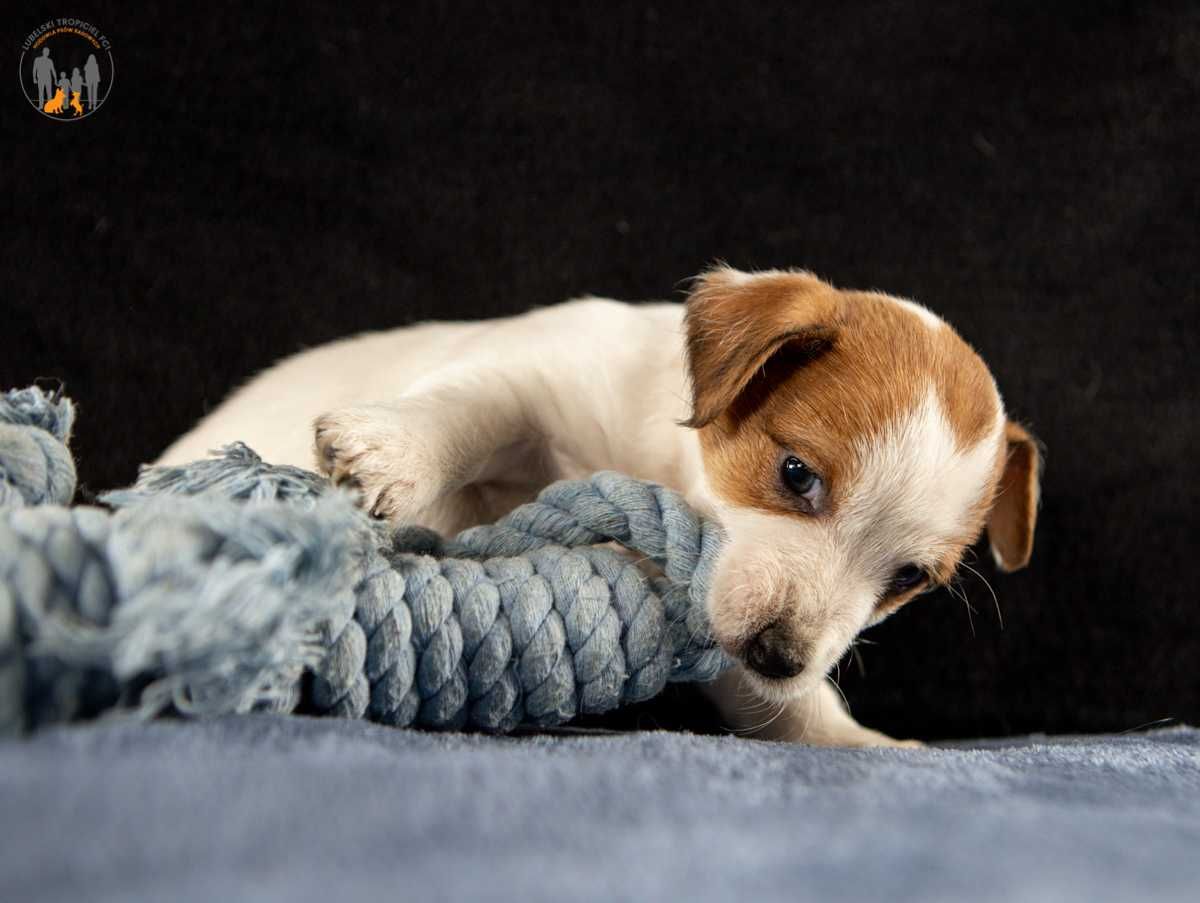 Jack Russell Terrier ZKwP FCI suczka - rezerwacja