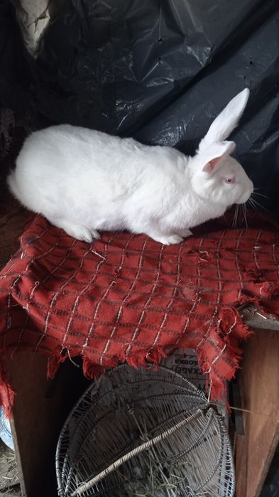 Кролі Термонська біла