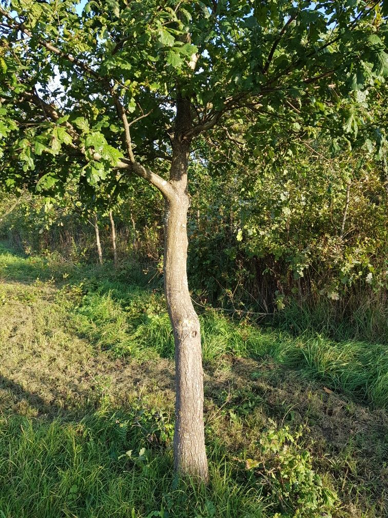 Dąb szypułkowy duże drzewo 6-9 metrów.