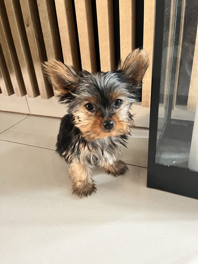 Yorkshire Terrier