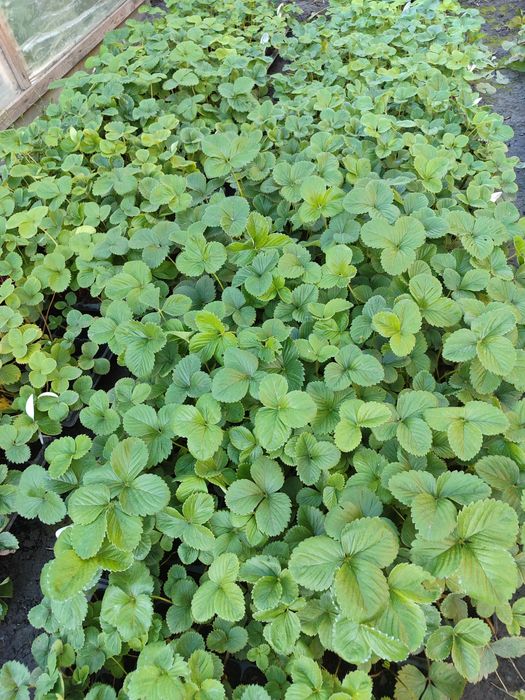 Саженцы клубники Хоней(касета)