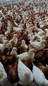 KURY NIOSKI  z wolnego wybiegu prosto z hodowli ! Po szczepieniach !