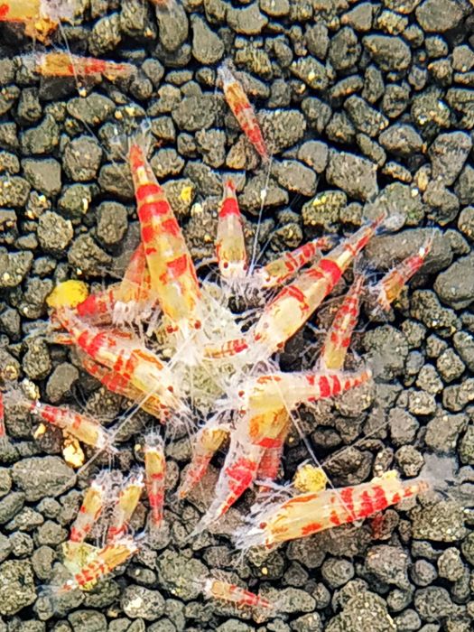 Krewetki Caridina Calceo Bee Red(Golden) Blood ZAMIANA GRATIS PROMOCJA