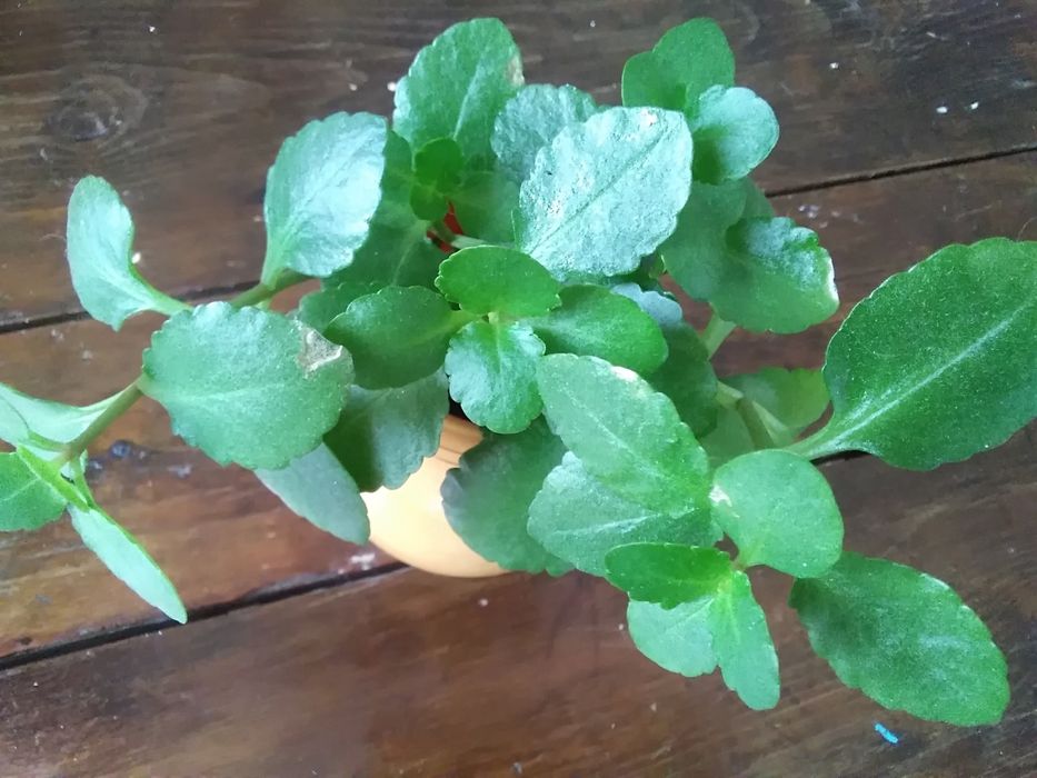 .Рэо. Кактусы, суккуленты.