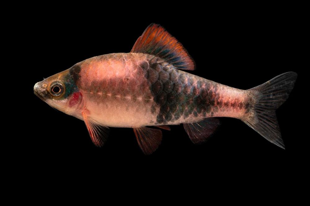 Brzanka panda Melon Barb Haludaria fasciata WYSYŁKA AKWAWIN