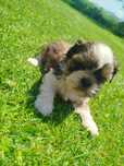 Shih tzu Zapraszam