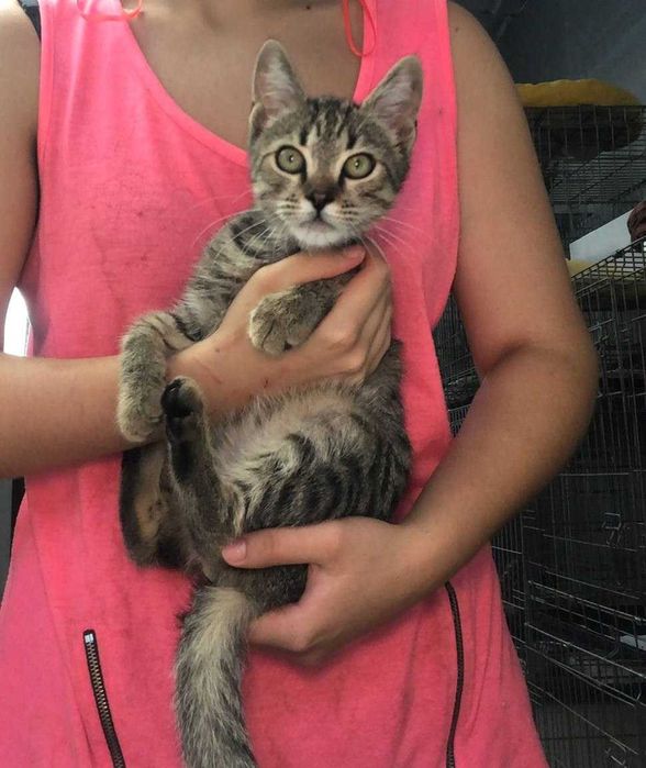 Котёнок Барсик, 4 месяца нежный, весёлый, метис породы Египетский Мау