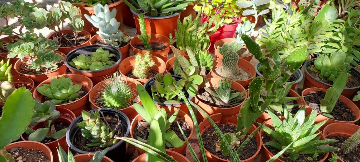 Plantas, catos e suculentas