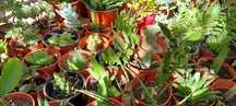 Plantas, catos e suculentas