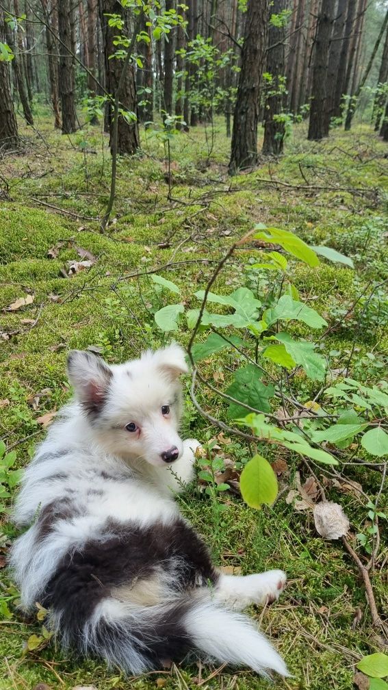 Border Collie suczka blue merle badania