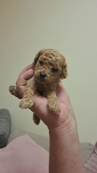 Pudelek Toy Miniatura- sunia