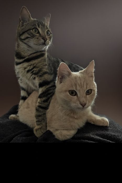 Котик в добрі руки