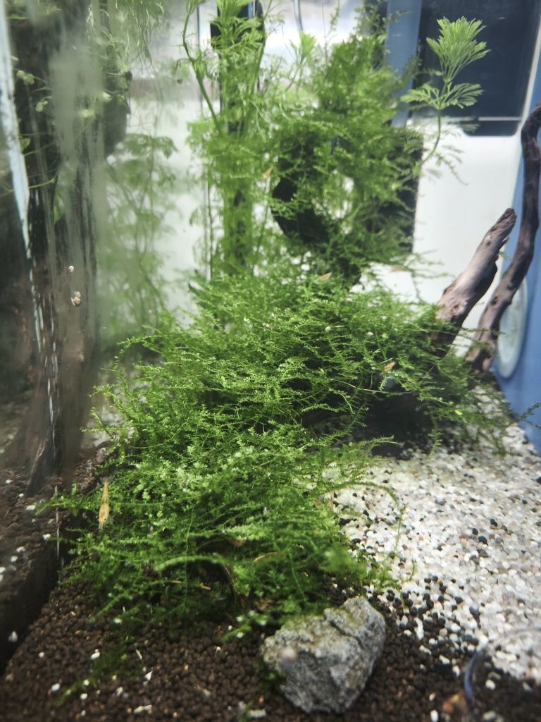 Neocaridina orange fire