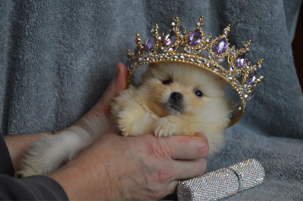 Кремова королева