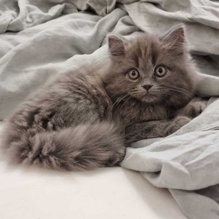 Шотландське кошеня