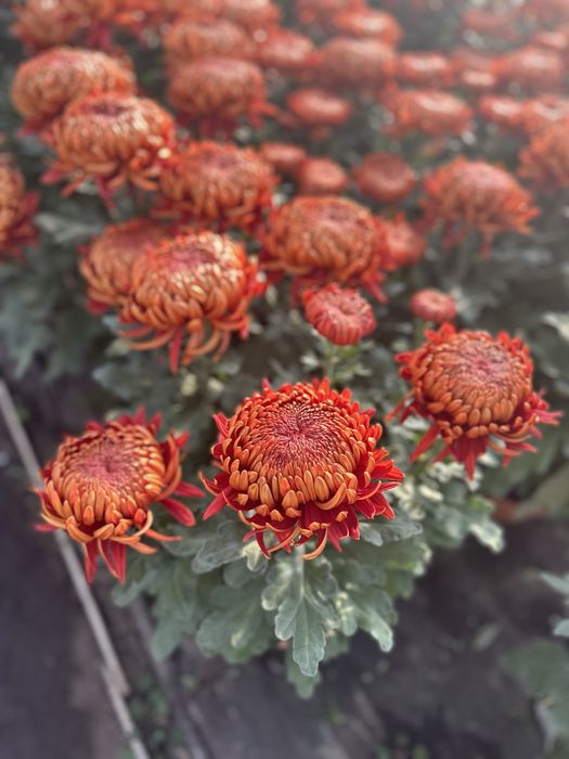 Chryzantemy - detal, hurt