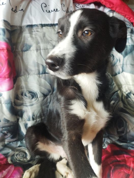 Garibaldi para adoção muito responsável