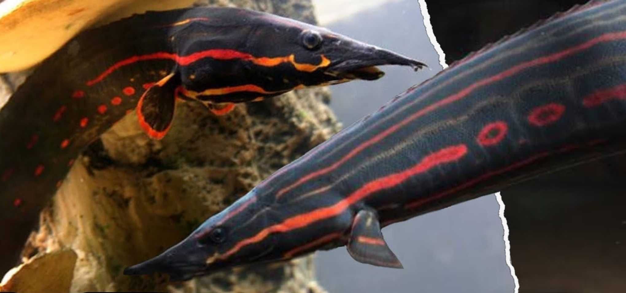 Węgorek ognisty - Mastacembelus erythrotaenia - dowozimy, wysyłamy