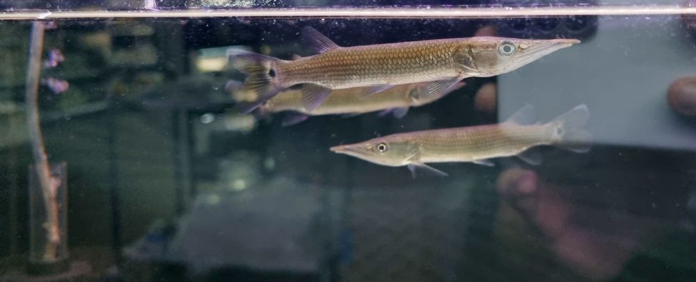 Ctenolucus Hujeta - Szczupaczek Czułkowy