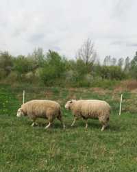 Mięsne owce i młode barany Teksel